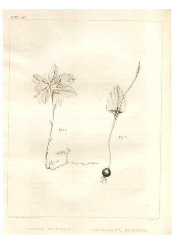 Reproducción/Reproduction 7176427083: A flora of North America :. Philadelphia :M. Carey & Sons,1821-23.