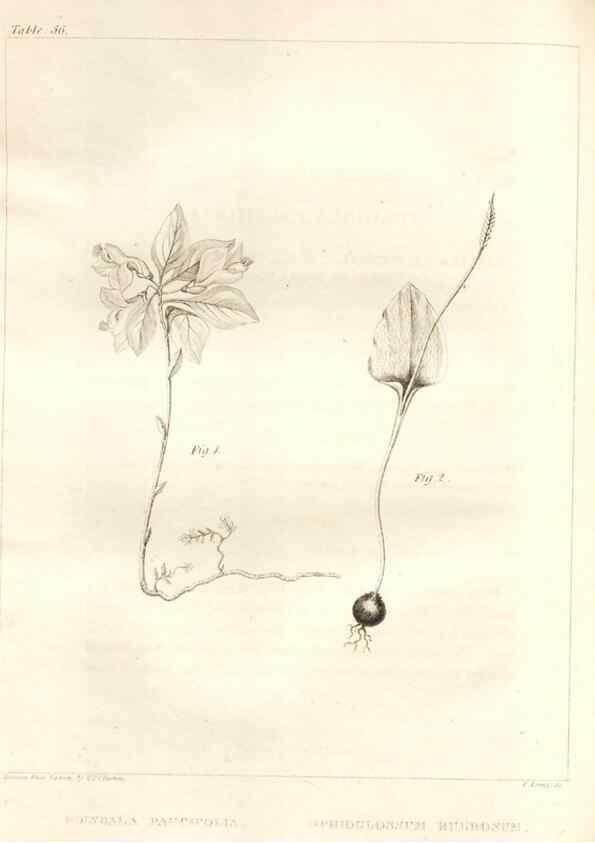 Reproducción/Reproduction 7176427083: A flora of North America :. Philadelphia :M. Carey & Sons,1821-23.