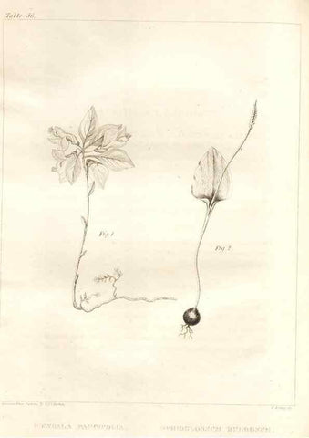 Reproducción/Reproduction 7176427083: A flora of North America :. Philadelphia :M. Carey & Sons,1821-23.