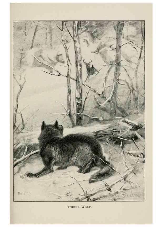 Reproducción/Reproduction 7176419237: Four-footed Americans and their kin /. New York :Macmillan,1898, t.p. 1901.