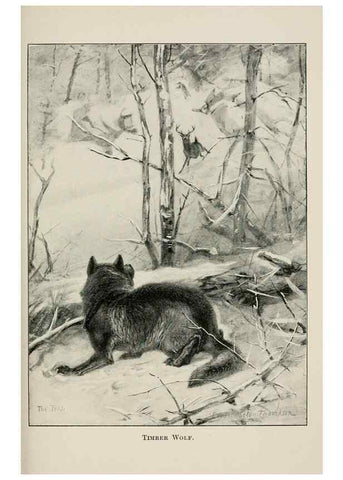 Reproducción/Reproduction 7176419237: Four-footed Americans and their kin /. New York :Macmillan,1898, t.p. 1901.