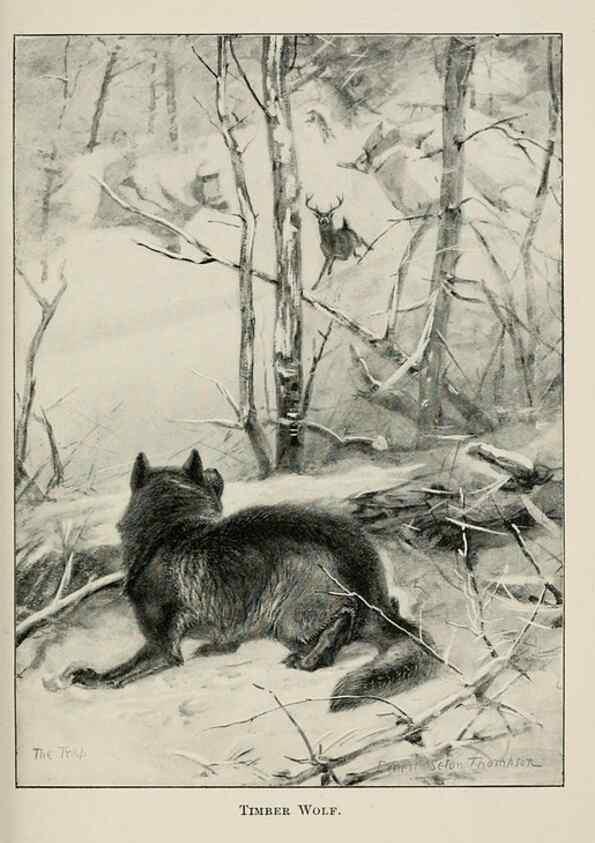 Reproducción/Reproduction 7176419237: Four-footed Americans and their kin /. New York :Macmillan,1898, t.p. 1901.