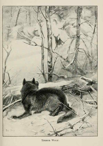 Reproducción/Reproduction 7176419237: Four-footed Americans and their kin /. New York :Macmillan,1898, t.p. 1901.