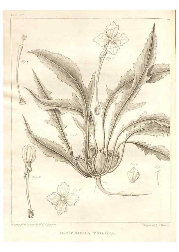 Reproducción/Reproduction 7361642918: A flora of North America :. Philadelphia :M. Carey & Sons,1821-23.