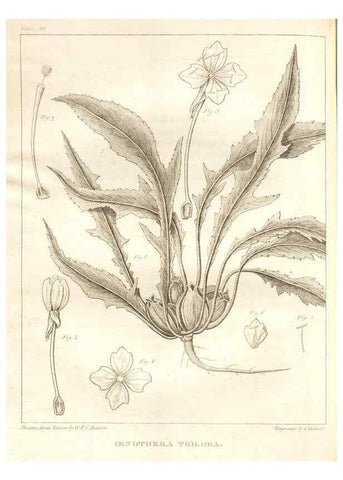 Reproducción/Reproduction 7361642918: A flora of North America :. Philadelphia :M. Carey & Sons,1821-23.