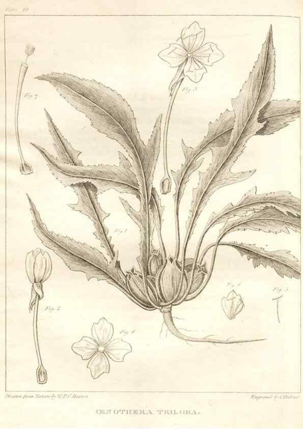 Reproducción/Reproduction 7361642918: A flora of North America :. Philadelphia :M. Carey & Sons,1821-23.
