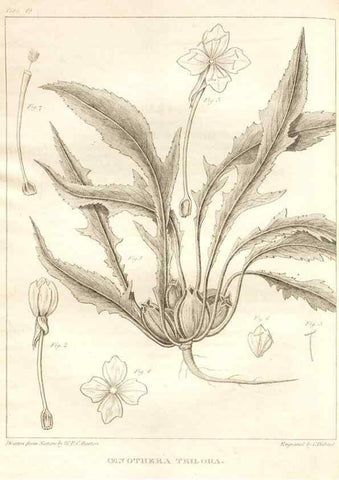 Reproducción/Reproduction 7361642918: A flora of North America :. Philadelphia :M. Carey & Sons,1821-23.