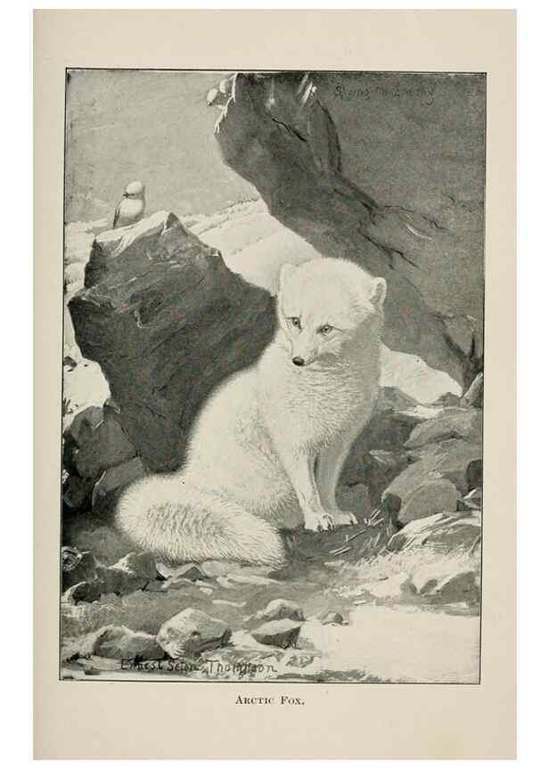 Reproducción/Reproduction 7361642296: Four-footed Americans and their kin /. New York :Macmillan,1898, t.p. 1901.