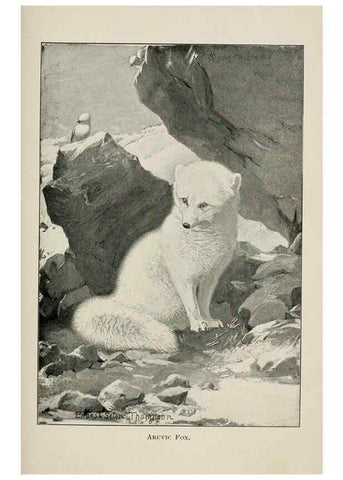 Reproducción/Reproduction 7361642296: Four-footed Americans and their kin /. New York :Macmillan,1898, t.p. 1901.