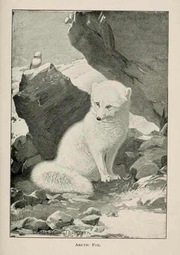 Reproducción/Reproduction 7361642296: Four-footed Americans and their kin /. New York :Macmillan,1898, t.p. 1901.