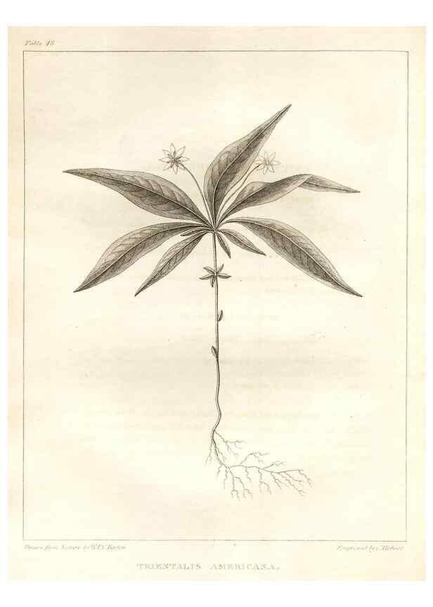 Reproducción/Reproduction 7361642120: A flora of North America :. Philadelphia :M. Carey & Sons,1821-23.