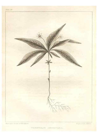 Reproducción/Reproduction 7361642120: A flora of North America :. Philadelphia :M. Carey & Sons,1821-23.