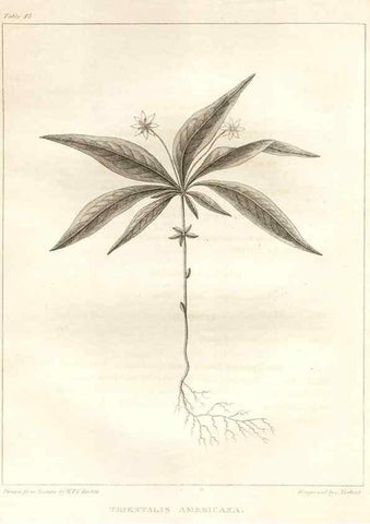 Reproducción/Reproduction 7361642120: A flora of North America :. Philadelphia :M. Carey & Sons,1821-23.