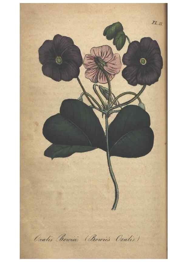 Reproducción/Reproduction 7166416295: The illustrated botany :. New York :J.K. Wellman,1846-1847.