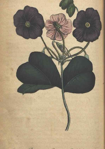 Reproducción/Reproduction 7166416295: The illustrated botany :. New York :J.K. Wellman,1846-1847.