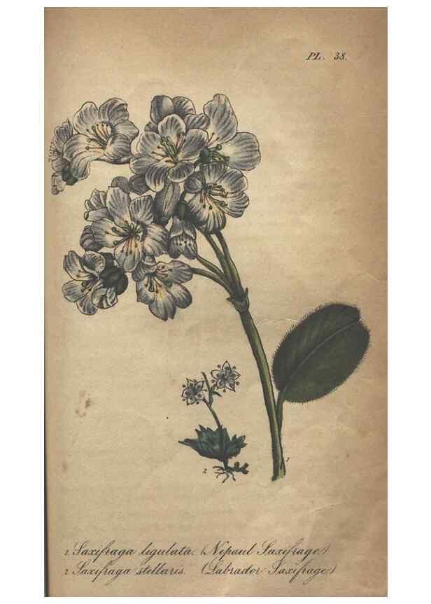 Reproducción/Reproduction 7166417137: The illustrated botany :. New York :J.K. Wellman,1846-1847.