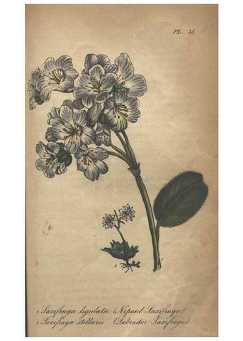 Reproducción/Reproduction 7166417137: The illustrated botany :. New York :J.K. Wellman,1846-1847.