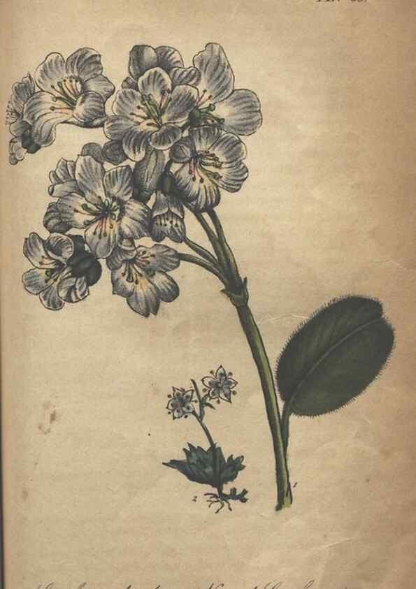 Reproducción/Reproduction 7166417137: The illustrated botany :. New York :J.K. Wellman,1846-1847.