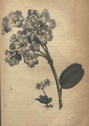 Reproducción/Reproduction 7166417137: The illustrated botany :. New York :J.K. Wellman,1846-1847.