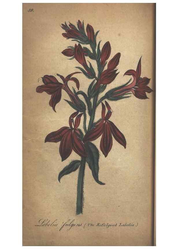 Reproducción/Reproduction 7166417993: The illustrated botany :. New York :J.K. Wellman,1846-1847.