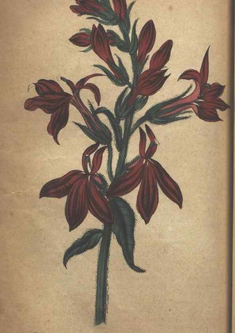 Reproducción/Reproduction 7166417993: The illustrated botany :. New York :J.K. Wellman,1846-1847.