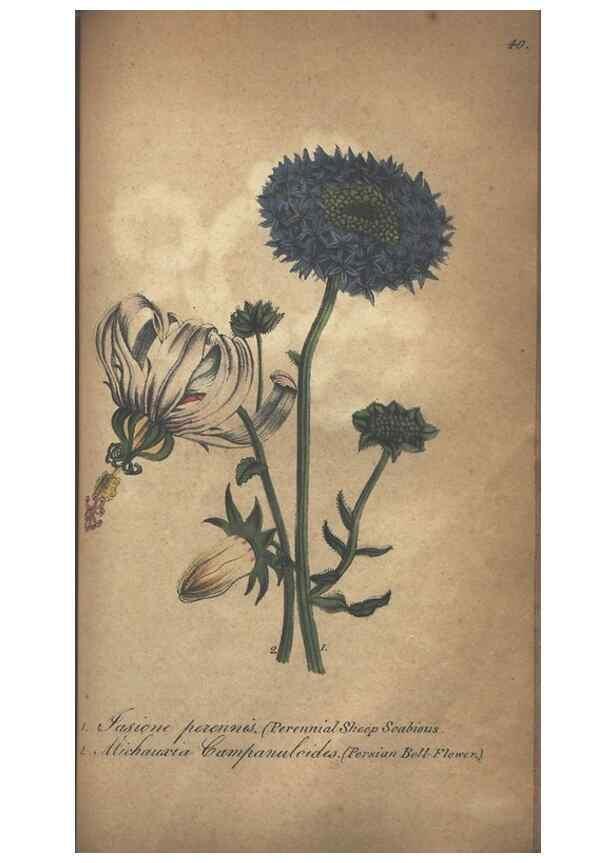 Reproducción/Reproduction 7351628374: The illustrated botany :. New York :J.K. Wellman,1846-1847.