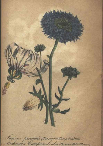 Reproducción/Reproduction 7351628374: The illustrated botany :. New York :J.K. Wellman,1846-1847.