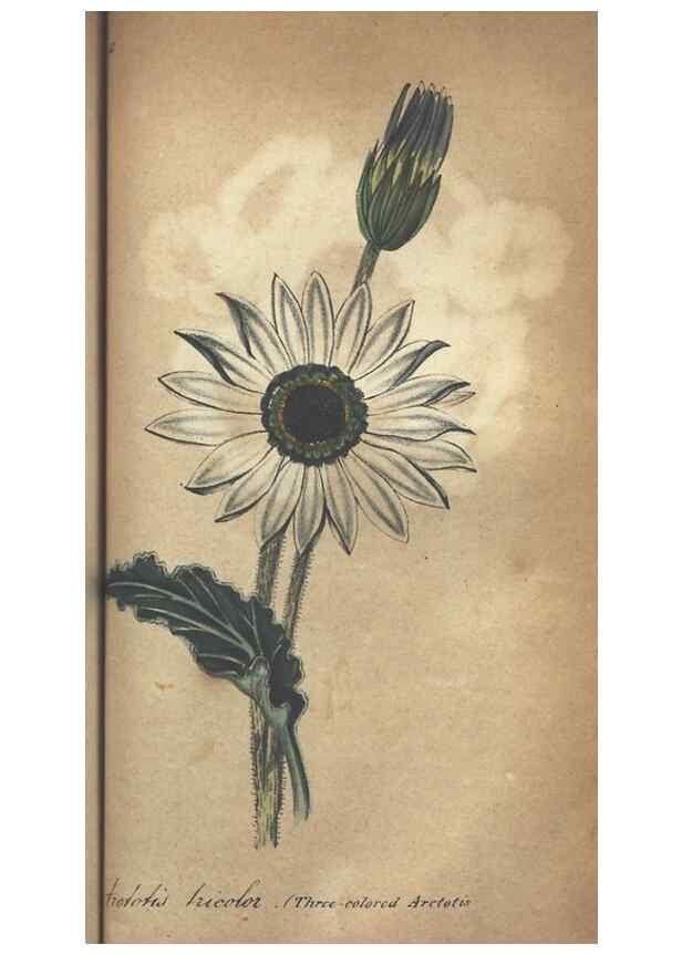 Reproducción/Reproduction 7166419785: The illustrated botany :. New York :J.K. Wellman,1846-1847.