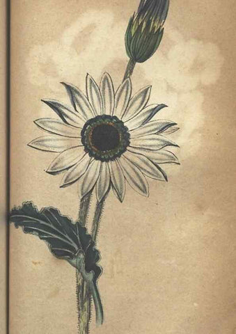 Reproducción/Reproduction 7166419785: The illustrated botany :. New York :J.K. Wellman,1846-1847.