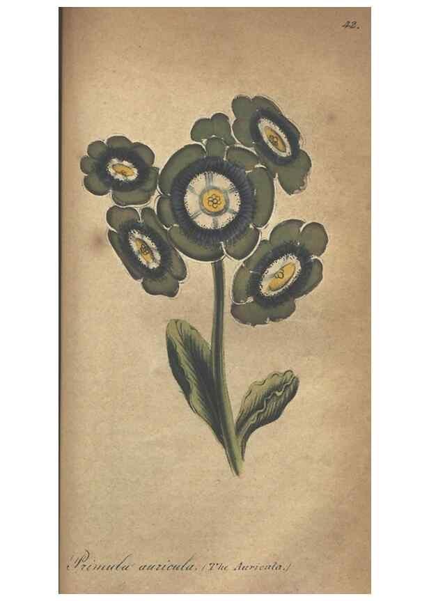 Reproducción/Reproduction 7166420597: The illustrated botany :. New York :J.K. Wellman,1846-1847.