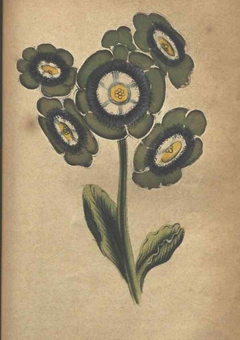 Reproducción/Reproduction 7166420597: The illustrated botany :. New York :J.K. Wellman,1846-1847.