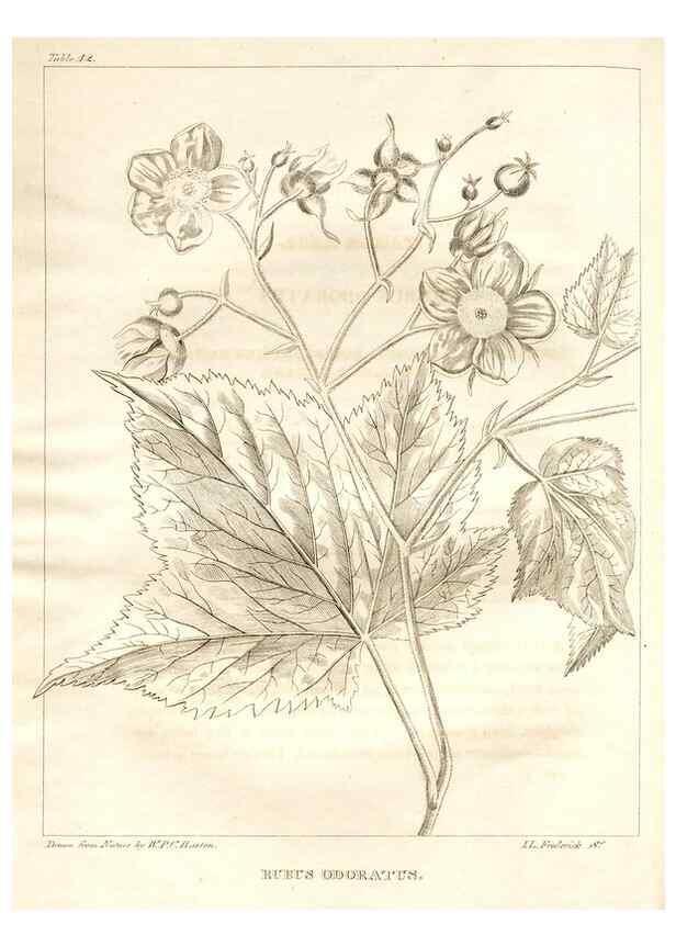 Reproducción/Reproduction 7176413309: A flora of North America :. Philadelphia :M. Carey & Sons,1821-23.