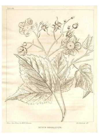 Reproducción/Reproduction 7176413309: A flora of North America :. Philadelphia :M. Carey & Sons,1821-23.