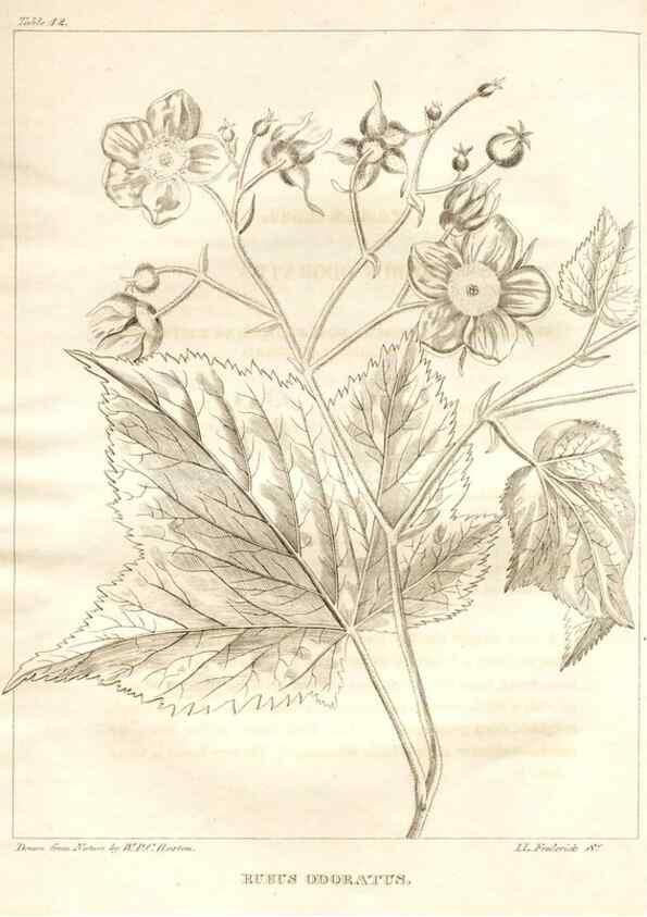 Reproducción/Reproduction 7176413309: A flora of North America :. Philadelphia :M. Carey & Sons,1821-23.