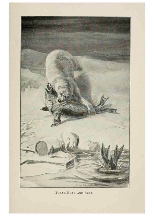Reproducción/Reproduction 7361651612: Four-footed Americans and their kin /. New York :Macmillan,1898, t.p. 1901.