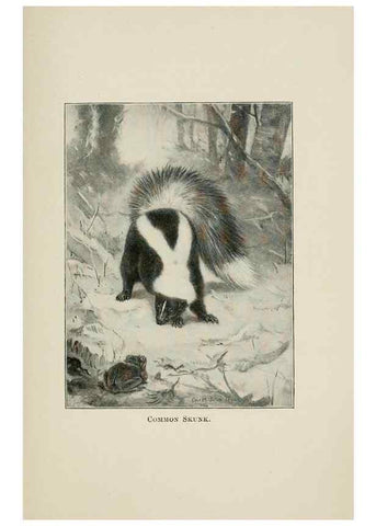 Reproducción/Reproduction 7361637590: Four-footed Americans and their kin /. New York :Macmillan,1898, t.p. 1901.