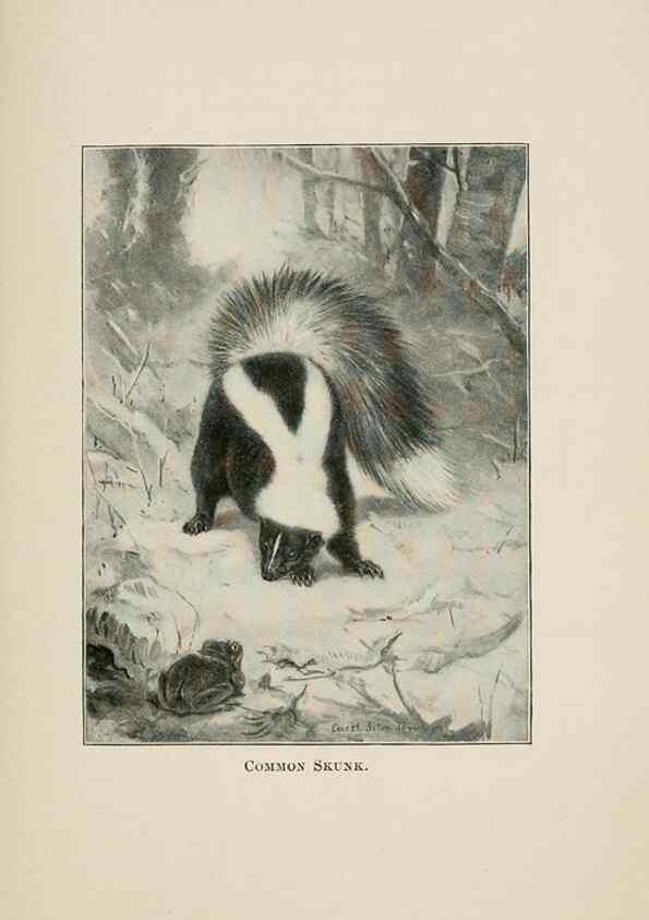 Reproducción/Reproduction 7361637590: Four-footed Americans and their kin /. New York :Macmillan,1898, t.p. 1901.