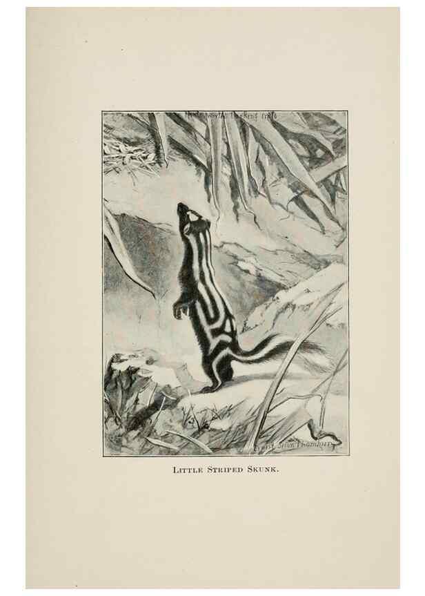 Reproducción/Reproduction 7176414849: Four-footed Americans and their kin /. New York :Macmillan,1898, t.p. 1901.