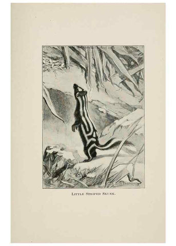 Reproducción/Reproduction 7176414849: Four-footed Americans and their kin /. New York :Macmillan,1898, t.p. 1901.