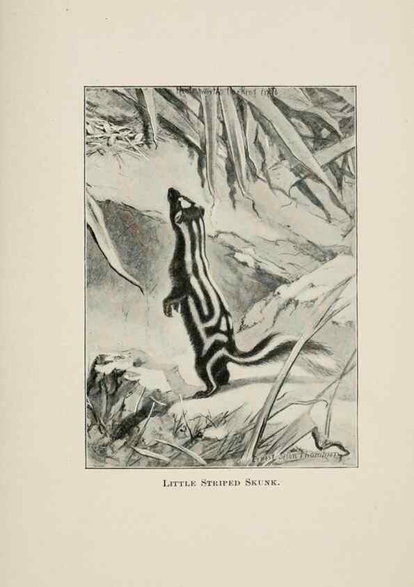 Reproducción/Reproduction 7176414849: Four-footed Americans and their kin /. New York :Macmillan,1898, t.p. 1901.