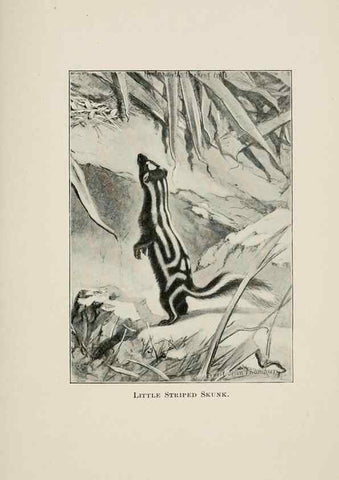 Reproducción/Reproduction 7176414849: Four-footed Americans and their kin /. New York :Macmillan,1898, t.p. 1901.