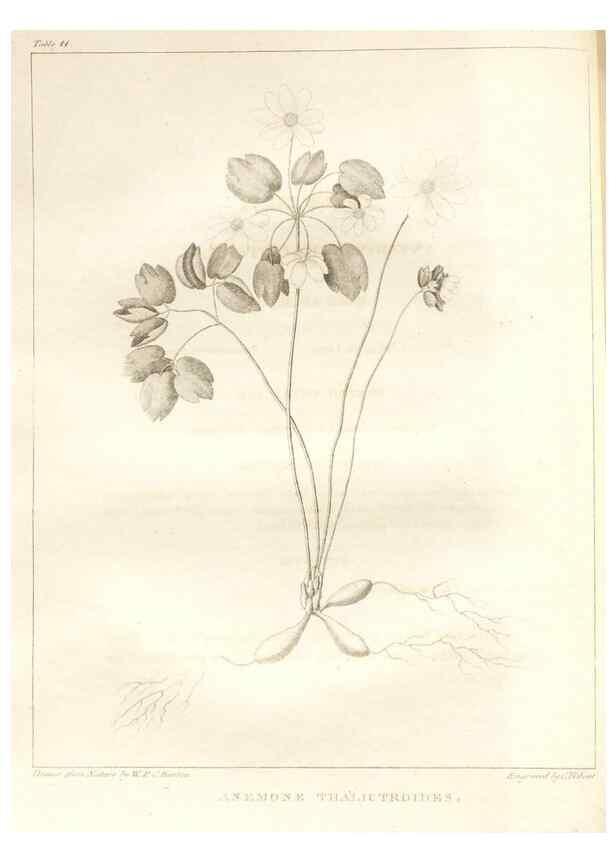 Reproducción/Reproduction 7361638674: A flora of North America :. Philadelphia :M. Carey & Sons,1821-23.