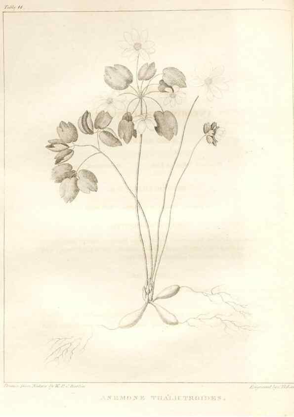Reproducción/Reproduction 7361638674: A flora of North America :. Philadelphia :M. Carey & Sons,1821-23.