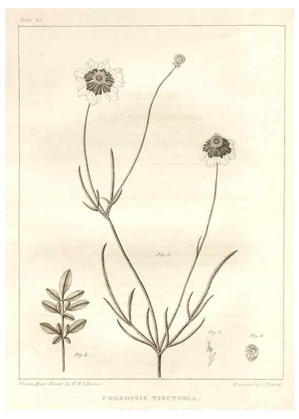 Reproducción/Reproduction 7176415655: A flora of North America :. Philadelphia :M. Carey & Sons,1821-23.