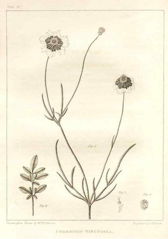Reproducción/Reproduction 7176415655: A flora of North America :. Philadelphia :M. Carey & Sons,1821-23.