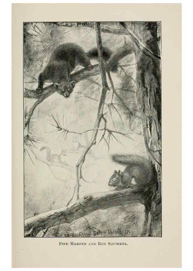 Reproducción/Reproduction 7176416173: Four-footed Americans and their kin /. New York :Macmillan,1898, t.p. 1901.