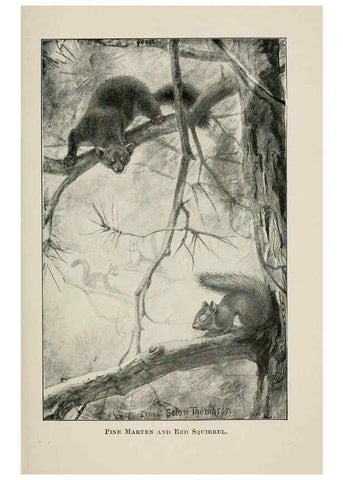 Reproducción/Reproduction 7176416173: Four-footed Americans and their kin /. New York :Macmillan,1898, t.p. 1901.