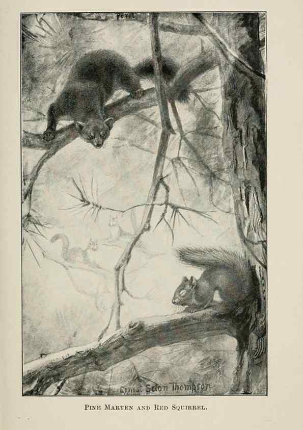 Reproducción/Reproduction 7176416173: Four-footed Americans and their kin /. New York :Macmillan,1898, t.p. 1901.