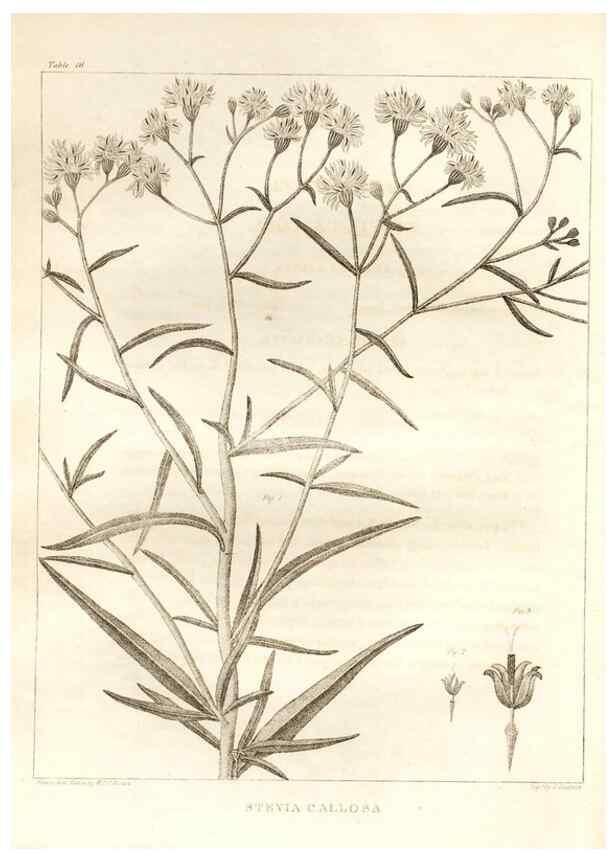 Reproducción/Reproduction 7176416403: A flora of North America :. Philadelphia :M. Carey & Sons,1821-23.
