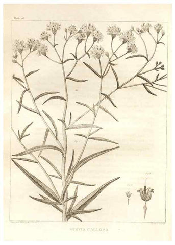 Reproducción/Reproduction 7176416403: A flora of North America :. Philadelphia :M. Carey & Sons,1821-23.